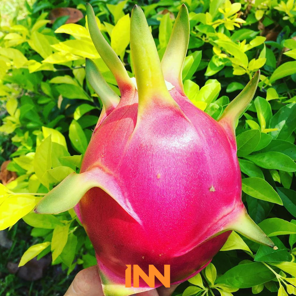 WHOLESALE WORLD FRESH DRAGON PITAYA WHITE DRAGON FRUIT